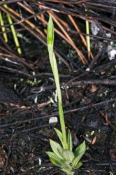 Image: J.R. Rolfe © Jeremy Rolfe 2015 All rights reserved